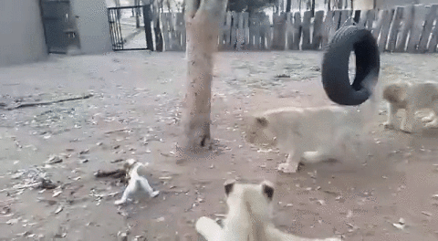 Эти забавные животные