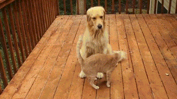 Animals Cat animated GIF