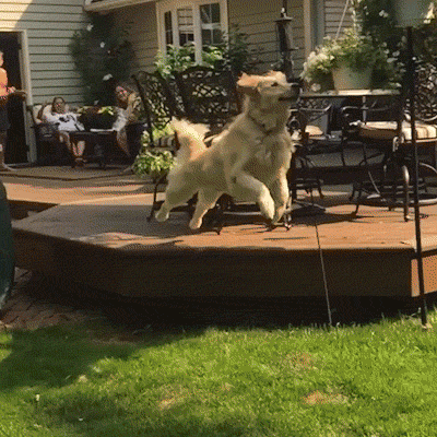 New trending GIF tagged funny animals dog via…