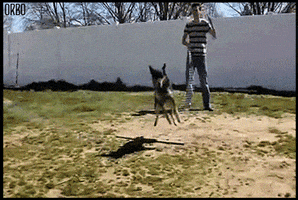 Dog Jumping animated GIF