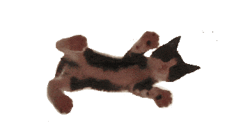 Cat Feet animated GIF