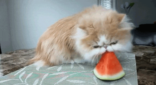 Happy Thursday! Here's some ridiculously cute animal gifs, enjoy