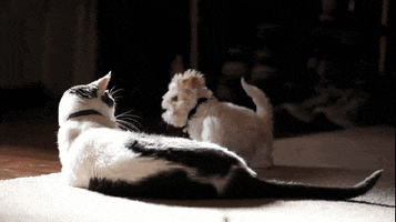 Cat Dog animated GIF