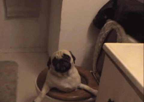 New trending GIF tagged pug toilet via http… | Trending Gifs