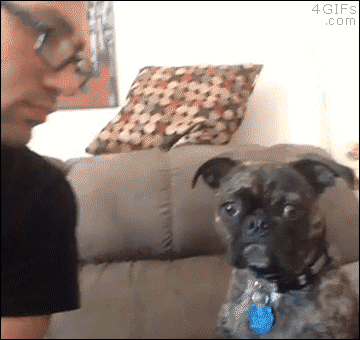 New trending GIF tagged puppy someone ignorance via…