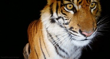 Tiger animated GIF