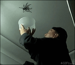 Nope Spider Gifs Get The Best On Giphy