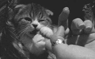 Chewing Kitten animated GIF