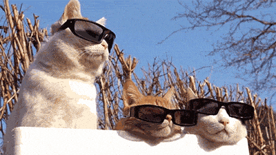New trending GIF tagged cat no via http…