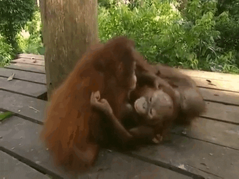http://media3.giphy.com/media/HacRSlHitSCCk/giphy.gif