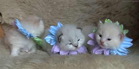 cat flowers kittens animated GIF