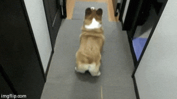 Corgi Twerking Gifs Find Share On Giphy