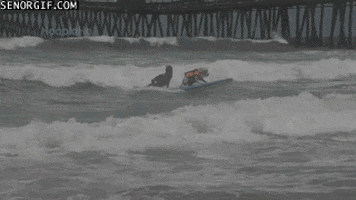 Animals Dog animated GIF