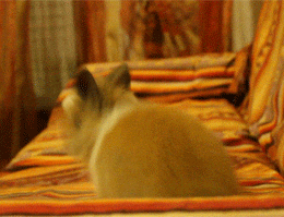 New trending GIF tagged animals cute animal adorable…