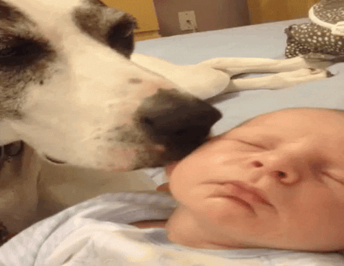 New trending GIF tagged dog baby licking afv… | Trending Gifs