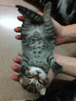 giphy minor-fictitious-body