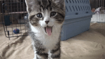 Cat Yawn animated GIF
