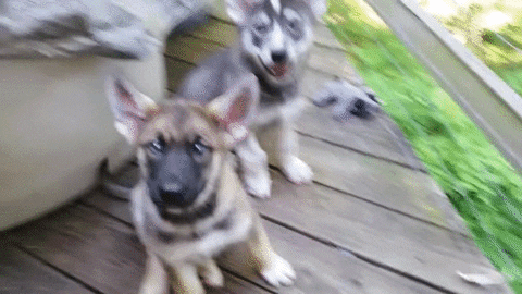 New trending GIF tagged dog cute puppy puppies…