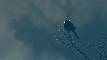 Animals Bird animated GIF