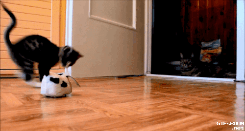 New trending GIF tagged cat funny animals running…