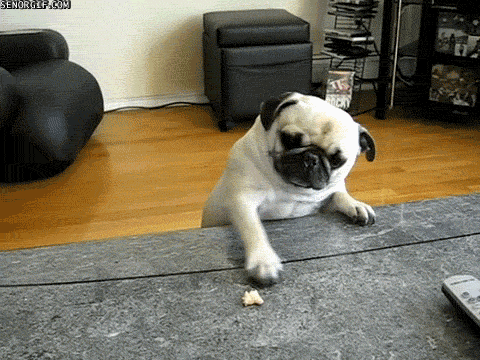 hungry pug gif by cheezburger