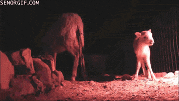 Fall Lambs animated GIF