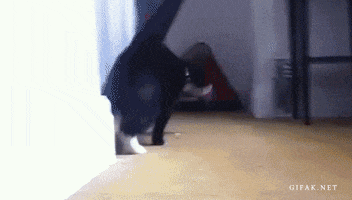 Cat Chill animated GIF