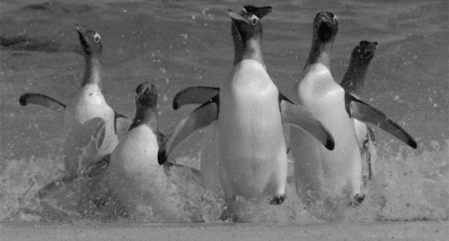 Dancing-penguin GIFs - Get the best GIF on GIPHY