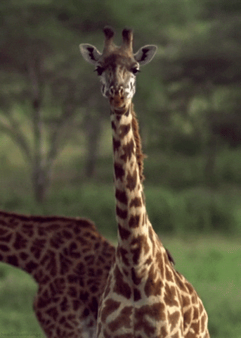 Masai Giraffe GIF by Head Like an Orange - Find & Share on GIPHY