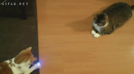 New trending GIF on Giphy  Animated gif, Giphy, Cats