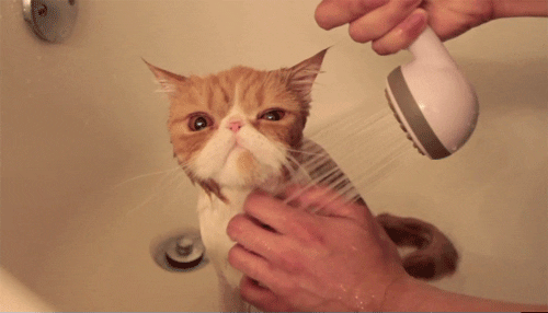 New trending GIF tagged funny animals dog water…