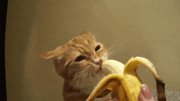 200.gif