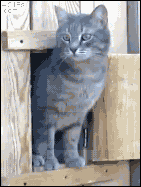 New trending GIF tagged funny cat animals commercial…