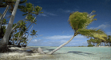 Sun Vacation Relax Palm Tree Blowing in the wind