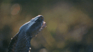 Animals Rgifs animated GIF