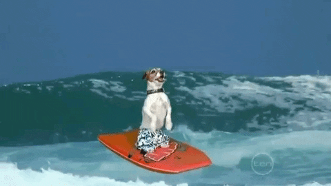 New trending GIF tagged dog summer beach surfing… | Trending Gifs