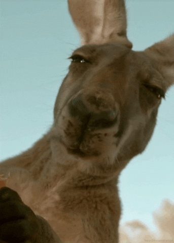 kangaroo chew animated GIF