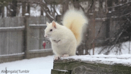 squirrel wagging gif
