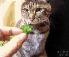 Broccoli Cat animated GIF