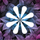 Iberflora