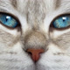 KateVanilla