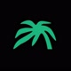 Palmera-presenta