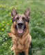 SouthendDogTraining
