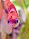 Thehappybetta
