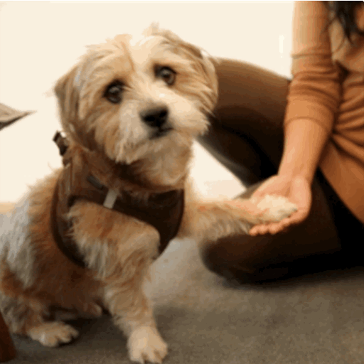 Dog Funny GIF - Dog Funny Funny Dog - Discover & Share GIFs