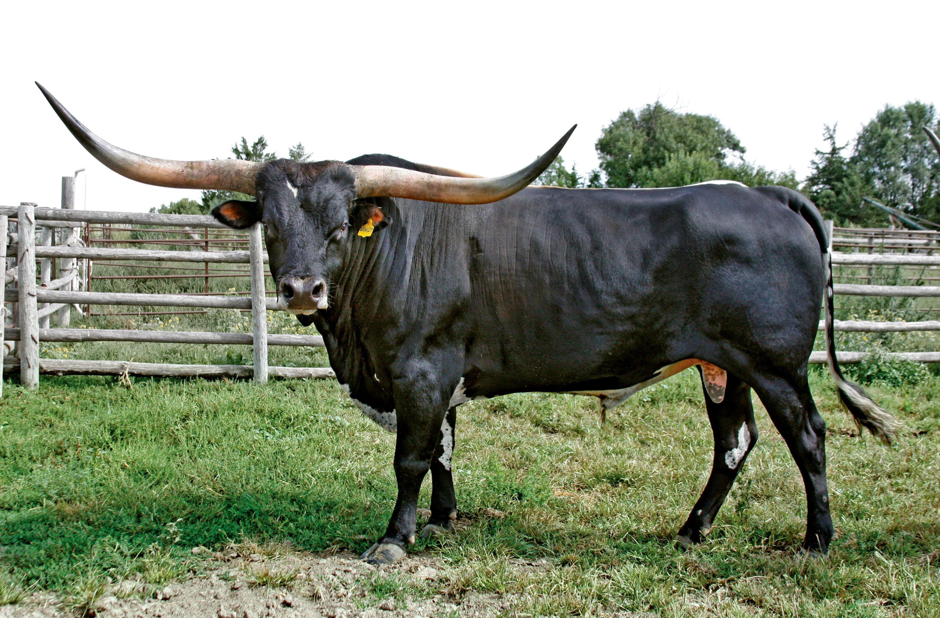 Giphy profile picture for @bull