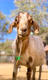 gentlebarn