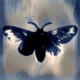 Hello Moth Avatar