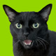mannycat