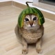 mushymelon